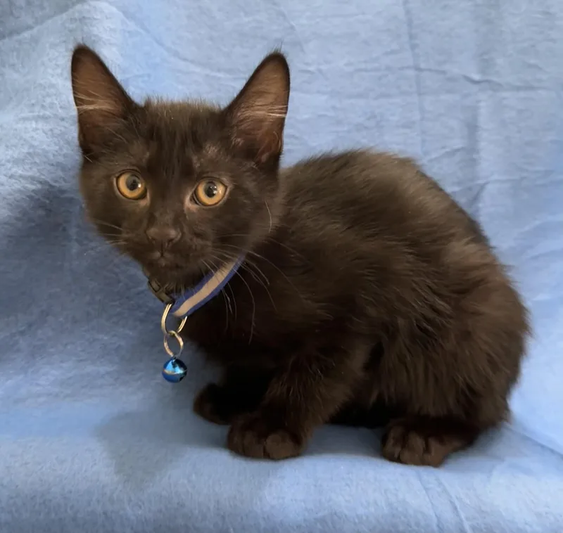 A baby medium-sized male Black Domestic Short Hair cat named Basil for adoption in Lawrenceville, GA