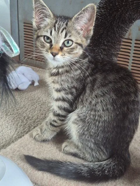 C Litter Cotton