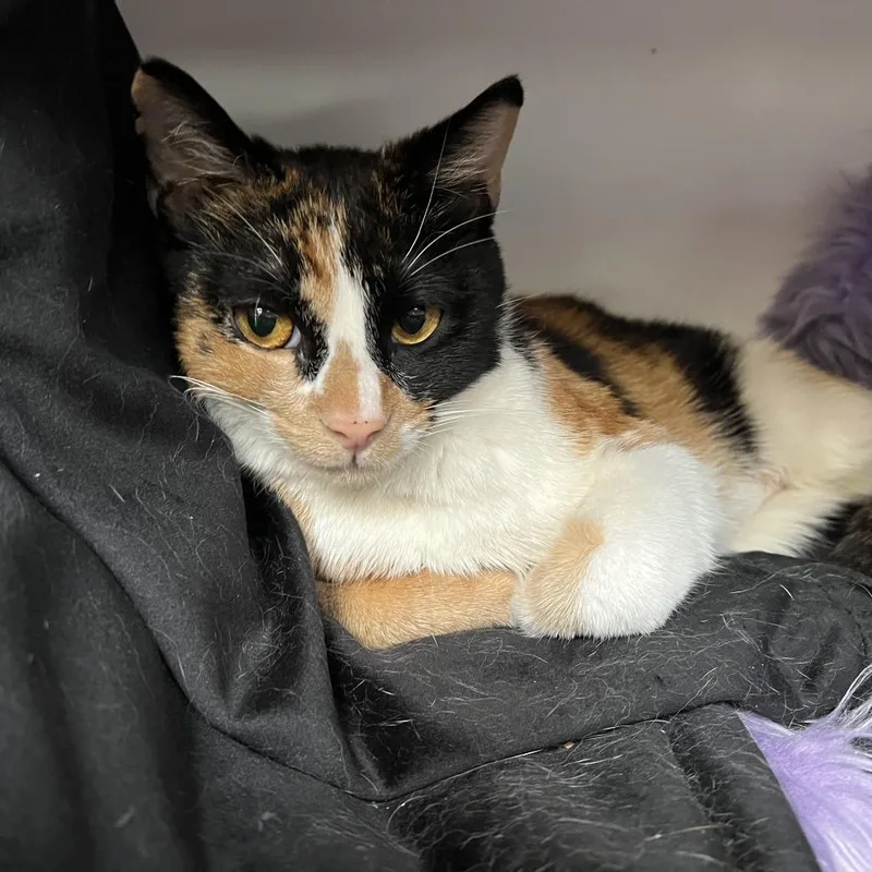 A young medium-sized female Calico American Shorthair cat named Gatubela for adoption in Brea, CA