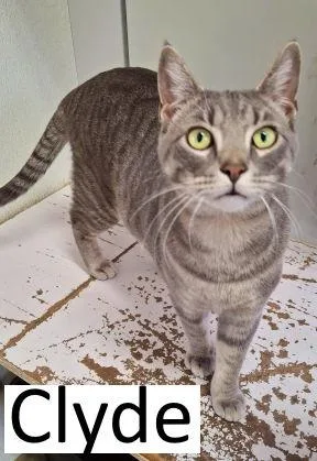 Clyde