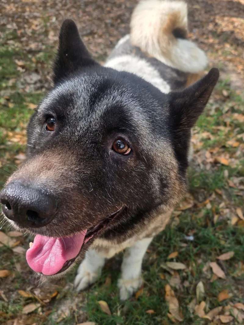 A senior large-sized female Akita dog named Onyx for adoption in Jacksonville, FL