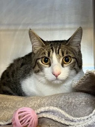 An adult medium-sized male Domestic Short Hair cat named Wendell for adoption in Roseville, CA