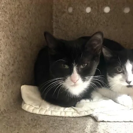 A young small-sized male Black & White / Tuxedo Domestic Short Hair cat named Major Maverick for adoption in Grand Rapids, MI