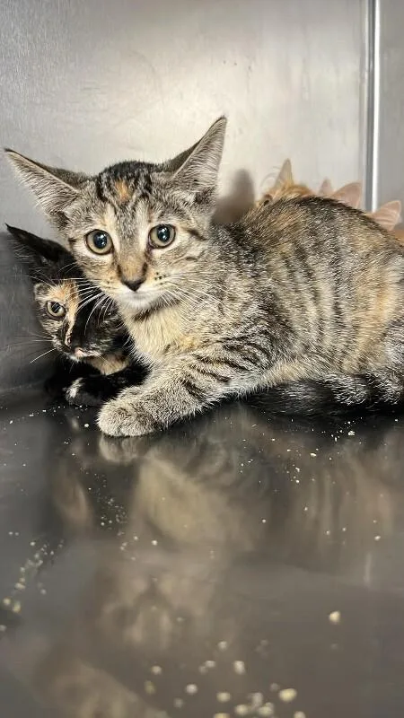An adult medium-sized female Tabby (Brown / Chocolate) Domestic Short Hair cat named Unknown for adoption in Burgaw, NC