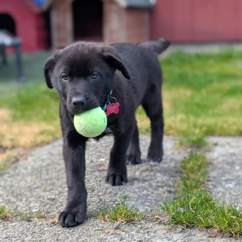 A baby medium-sized male Labrador Retriever dog named Bernard for adoption in Aberdeen, WA
