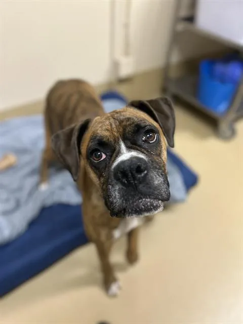 Kahleesi thumbnail 2