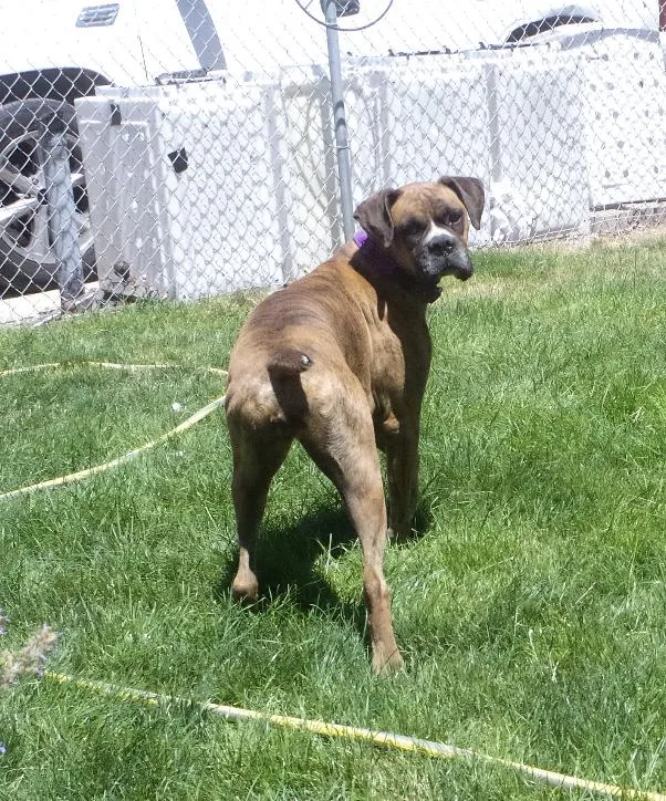 Kahleesi thumbnail 3