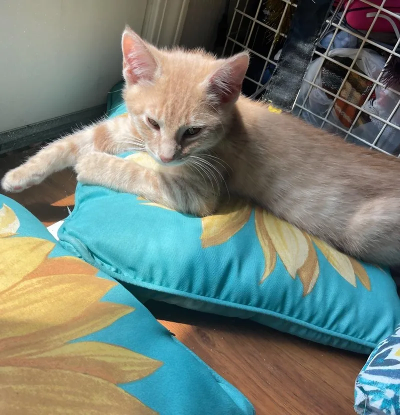 A baby small-sized male Tabby (Orange / Red) Domestic Short Hair cat named Fluffyq for adoption in Metamora, IL