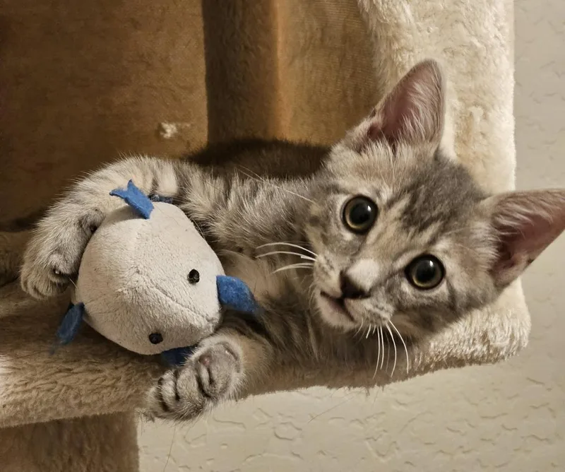 A baby small-sized male Gray / Blue / Silver Domestic Short Hair cat named Meko Kassir for adoption in Chandler, AZ