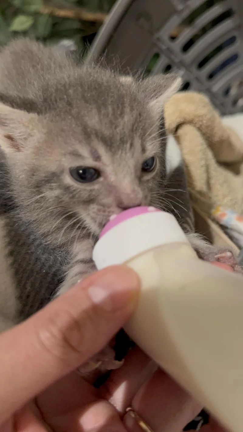 Meko Kassir thumbnail 2