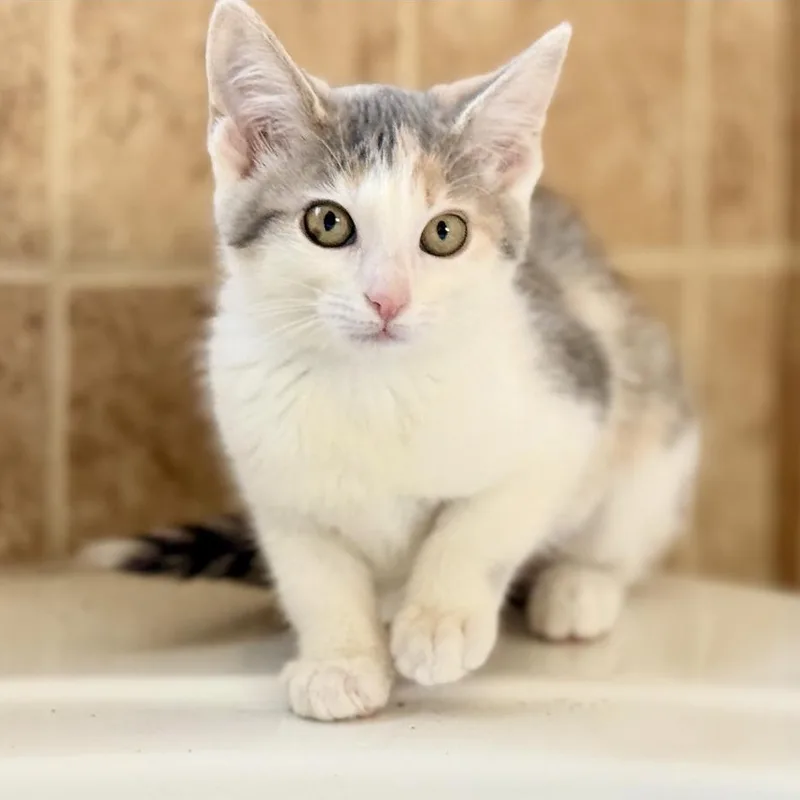 A baby small-sized female Dilute Calico Domestic Short Hair cat named Lorelai for adoption in Sweetwater, TN