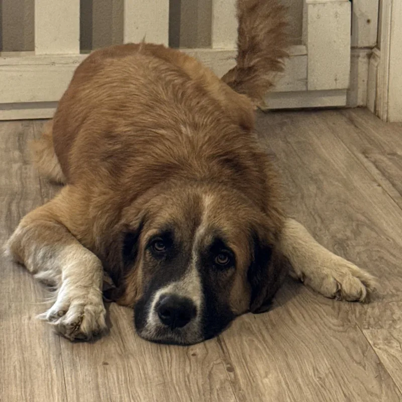 An adult large-sized female Great Pyrenees dog named Pearl for adoption in Krum, TX