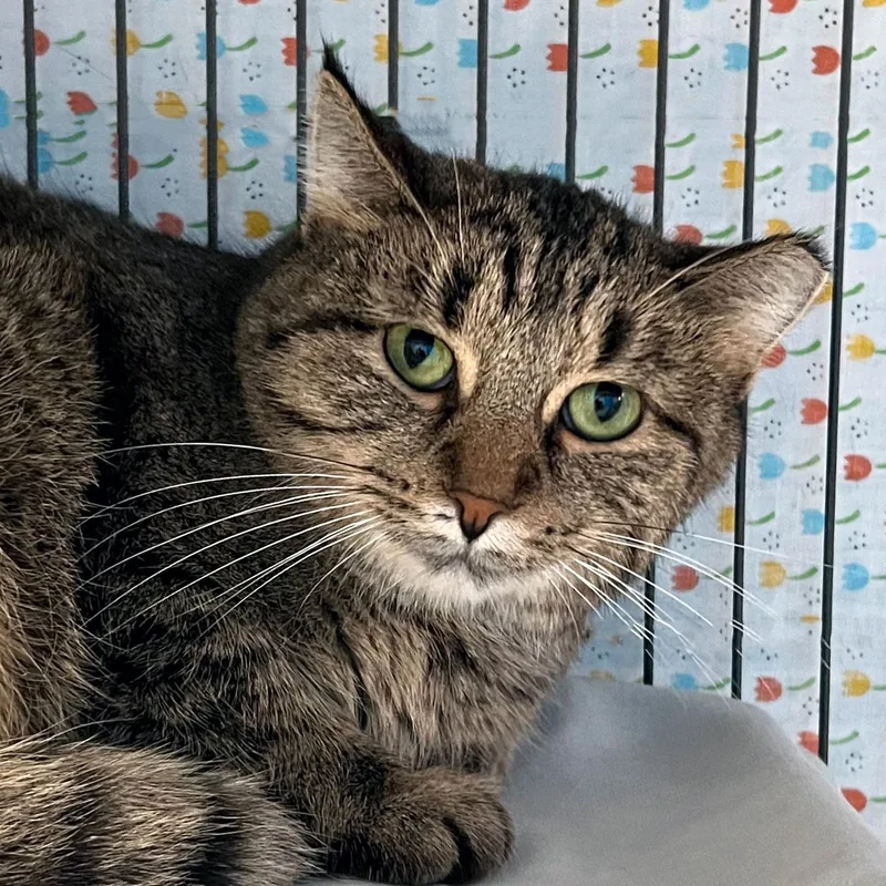An adult medium-sized female Tabby (Brown / Chocolate) Domestic Short Hair cat named Katniss for adoption in St. Louis, MO