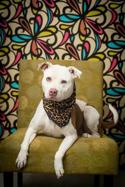A young medium-sized female White / Cream Mixed Breed dog named Juicy for adoption in North Myrtle Beach, SC