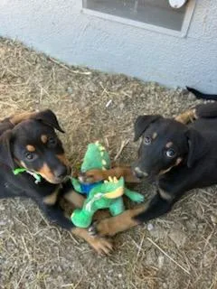 A baby medium-sized male Black Mixed Breed dog named Aspen for adoption in San Jose, CA