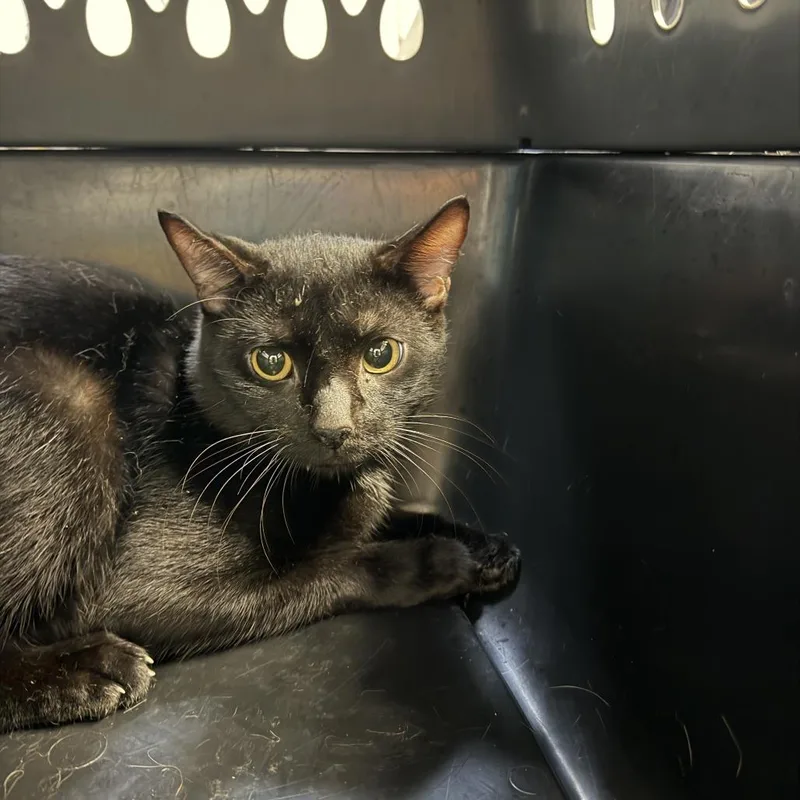An adult medium-sized male Black Domestic Short Hair cat named JS "Soot" for adoption in Perkiomenville, PA