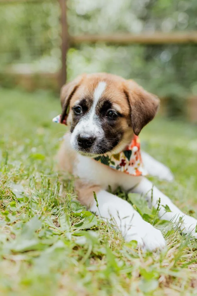 A baby small-sized female Australian Shepherd dog named Maple for adoption in Chattanooga, TN