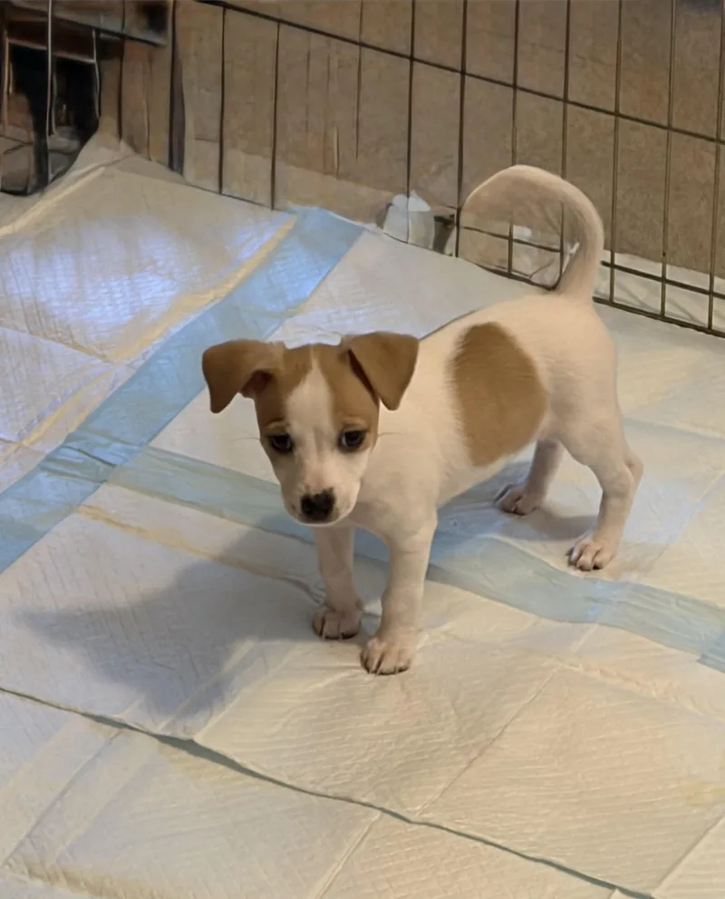 A baby small-sized female White / Cream Mixed Breed dog named Daphne for adoption in Seale, AL