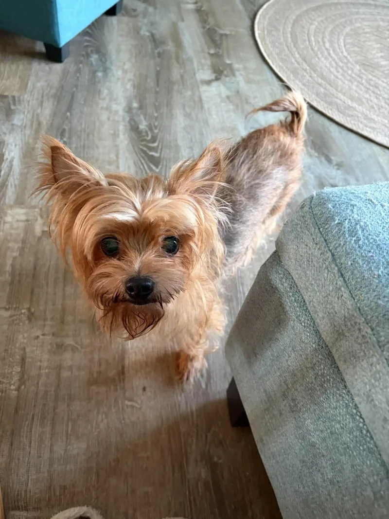 A senior small-sized female Yorkshire Terrier dog named Bella for adoption in Virginia Beach, VA