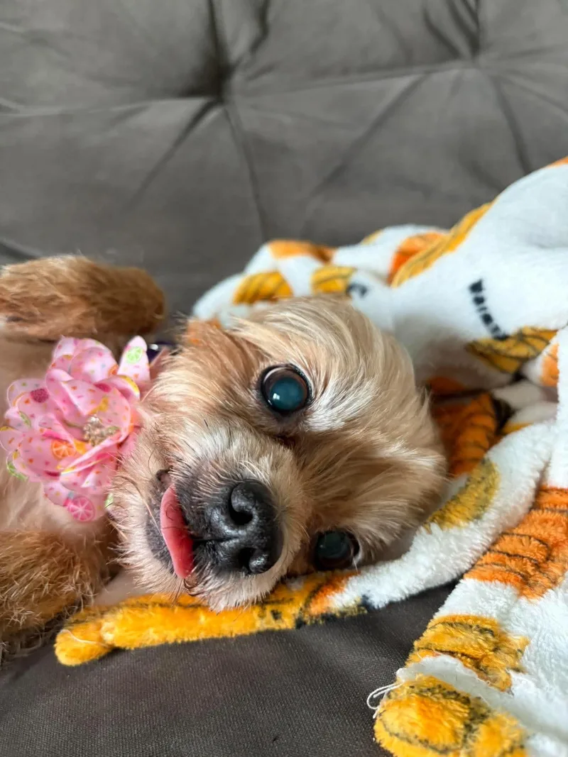 Bella thumbnail 2