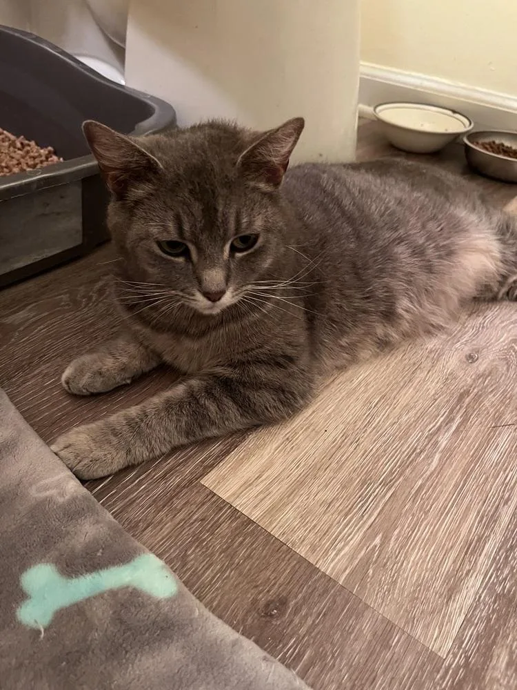 A young medium-sized female Gray / Blue / Silver Domestic Short Hair cat named Abbey for adoption in Jackson, GA