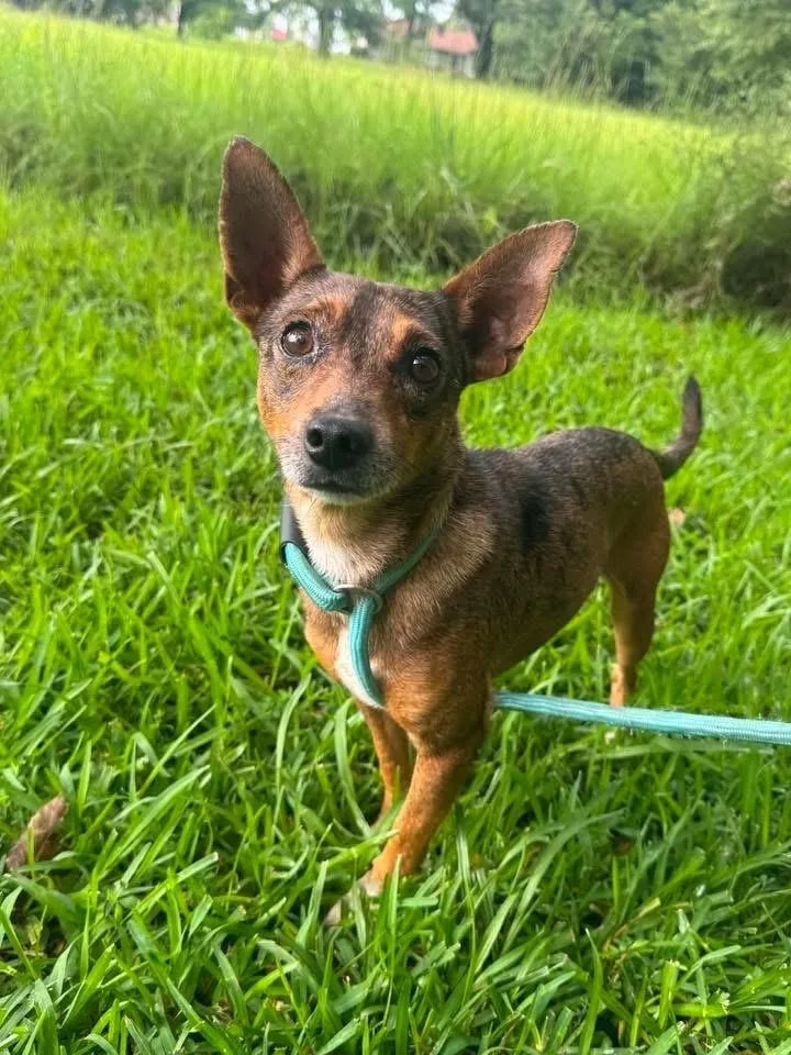 A young small-sized male Tricolor (Brown, Black, & White) Chihuahua dog named Aj for adoption in Syracuse, NY