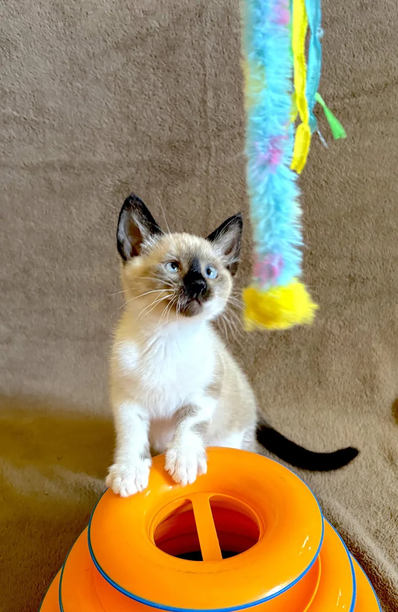 A baby medium-sized male Buff / Tan / Fawn Domestic Short Hair cat named Ziggy Bonded with for adoption in Fremont, CA