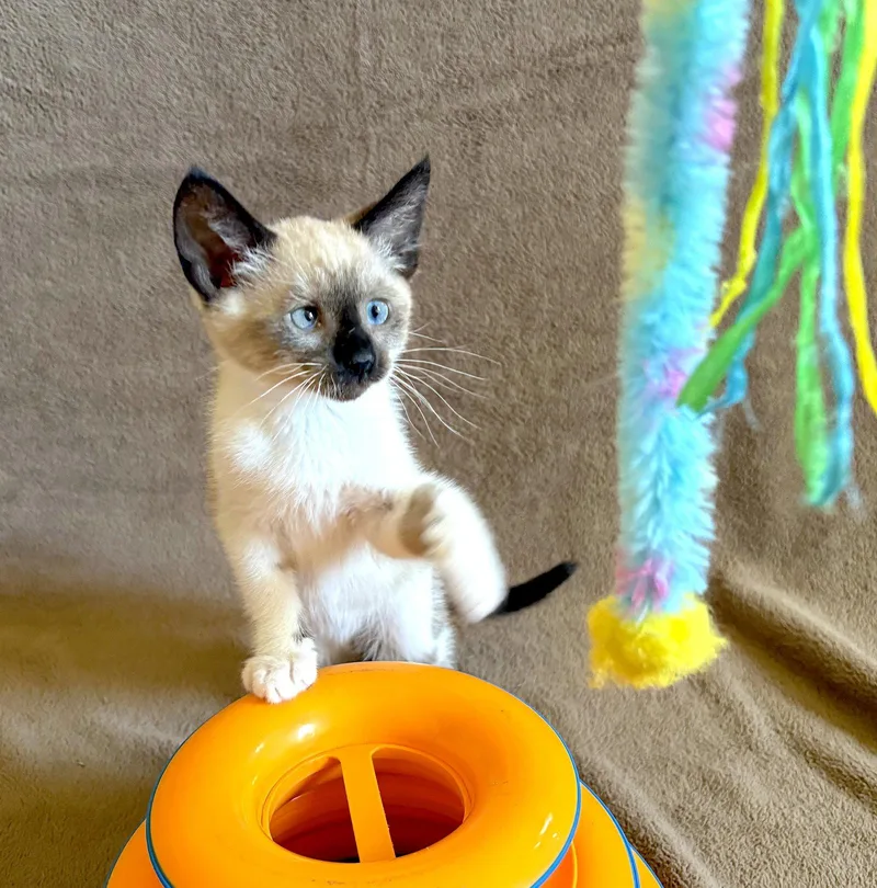Ziggy  Bonded with thumbnail 3