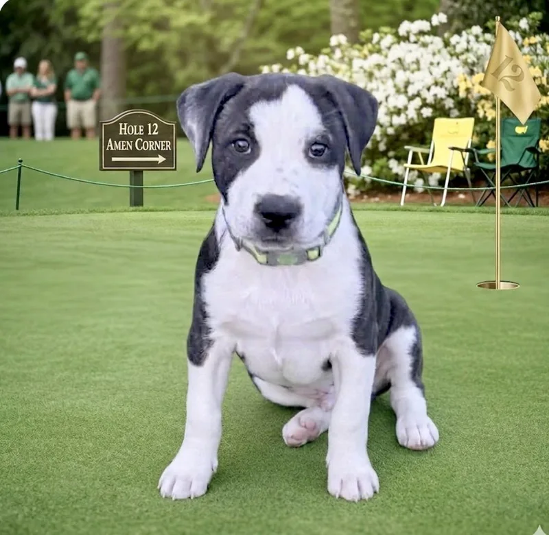 A baby large-sized male American Staffordshire Terrier dog named Franklin for adoption in Huntingtown, MD