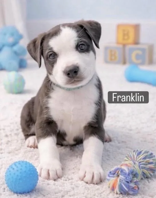 Franklin thumbnail 6