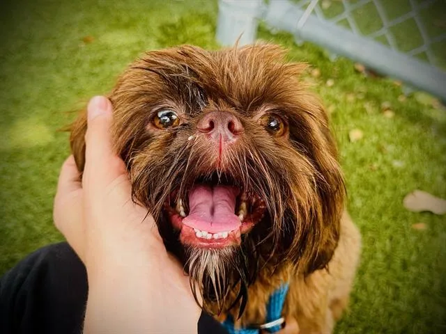 A young small-sized male Affenpinscher dog named Bear for adoption in Orlando, FL