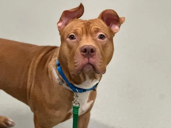 An adult medium-sized male Mixed Breed dog named Kyon for adoption in Ridgewood, NY