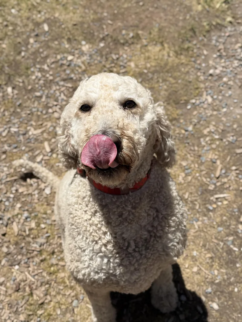 Otis thumbnail 5