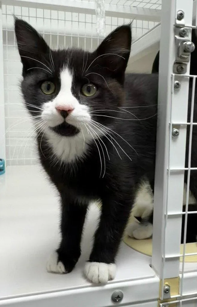 A baby medium-sized male Black & White / Tuxedo Domestic Short Hair cat named Vincent for adoption in St. Helens, OR