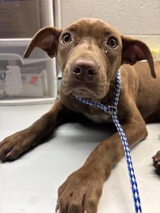 A baby small-sized female Terrier dog named Reece for adoption in Gainesville, FL