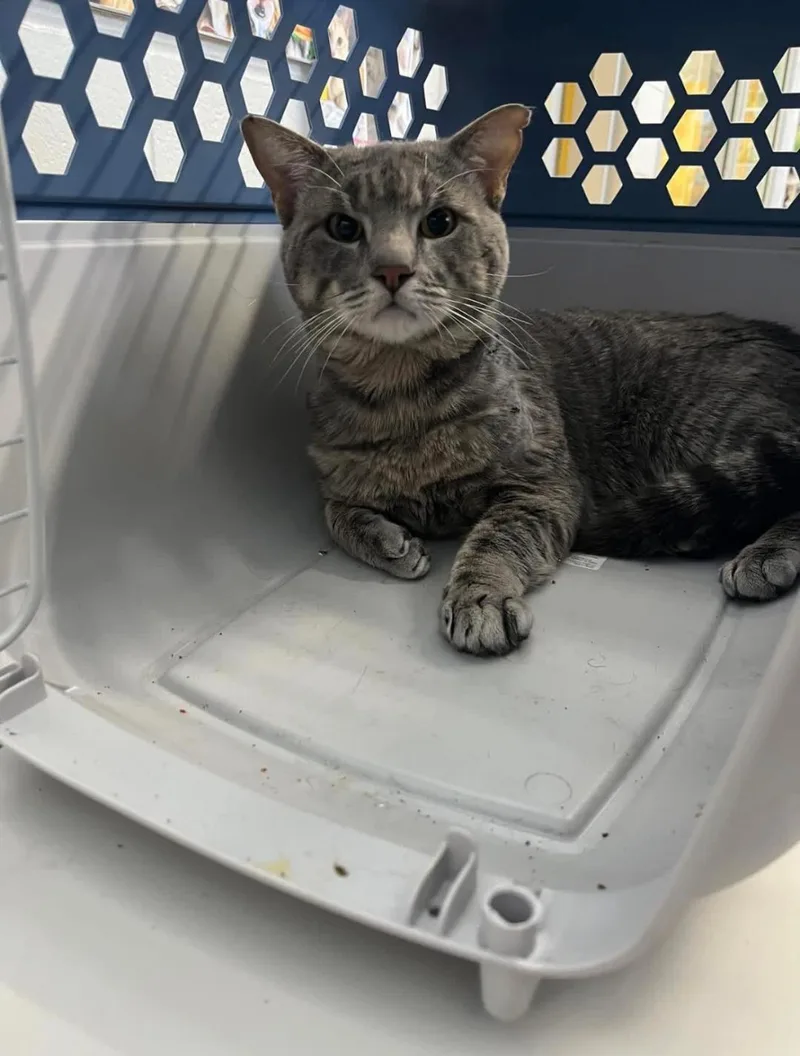 A young medium-sized male Domestic Short Hair cat named Billy Bob for adoption in Rowlett, TX