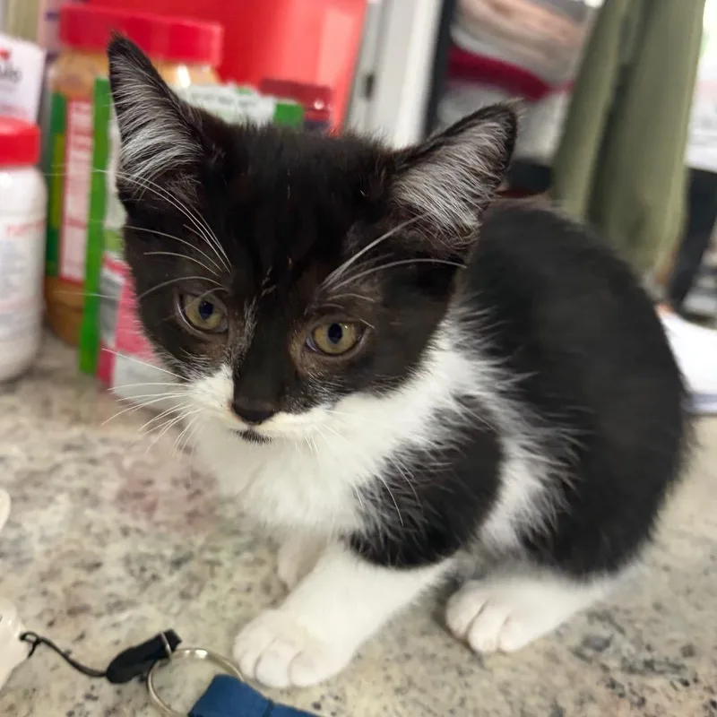 A baby small-sized female Domestic Short Hair cat named Dolly for adoption in Spokane, WA