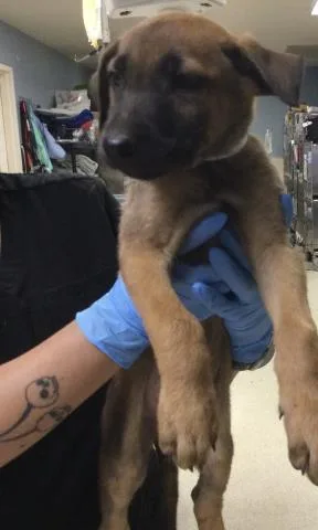 A baby small-sized female German Shepherd Dog dog named Eowyn for adoption in Riverside, CA
