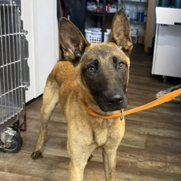 A baby small-sized male Brown / Chocolate Belgian Shepherd / Malinois dog named Tiny D for adoption in Princeton, MN