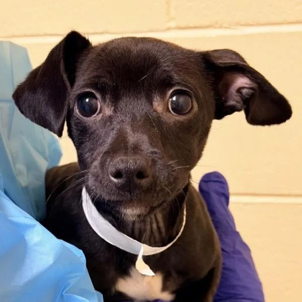 A baby small-sized female Chihuahua dog named Snafu for adoption in Walnut Creek, CA