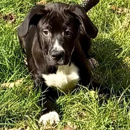 Pepper Mint thumbnail 2