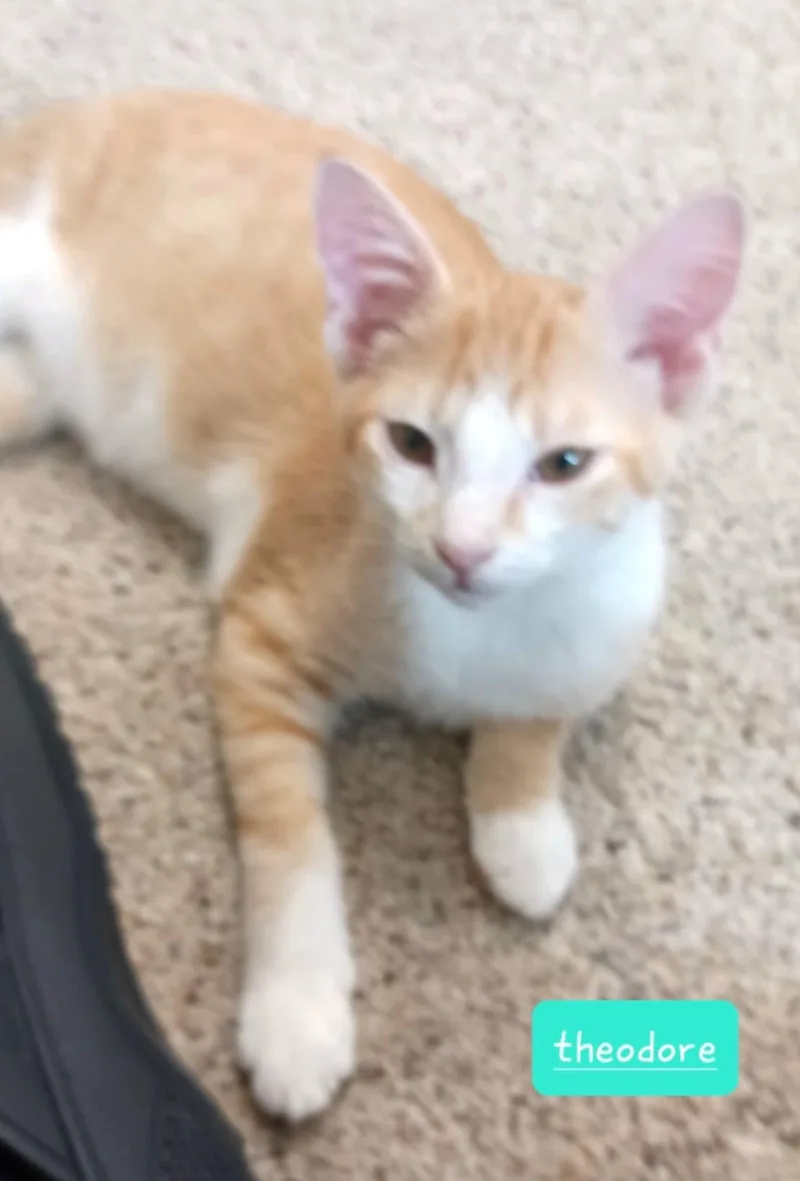 Theodore thumbnail 2