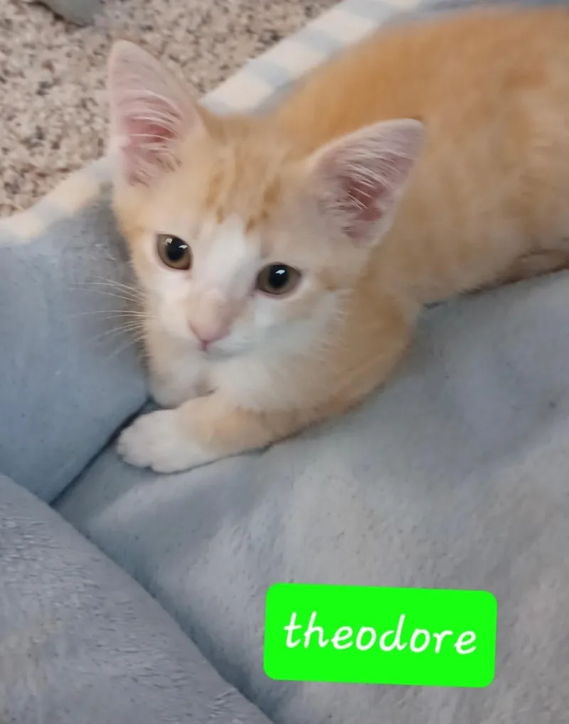 Theodore thumbnail 3