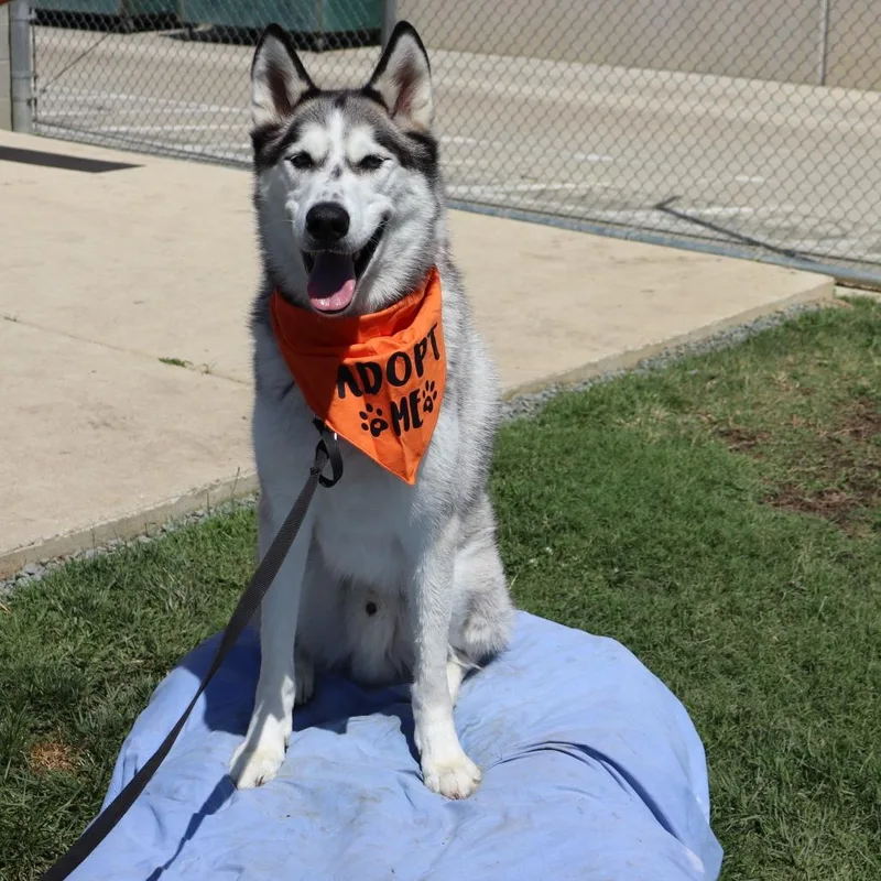 An adult large-sized male Husky dog named Aspen for adoption in Ione, CA