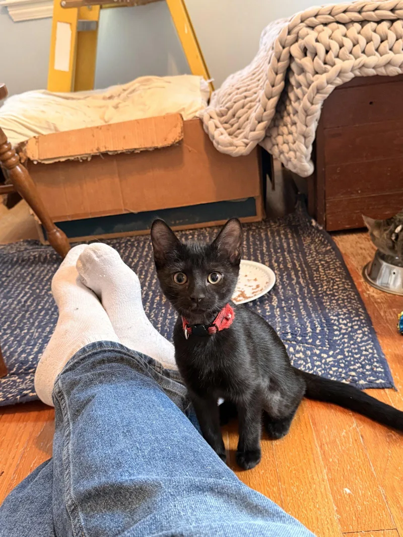A baby medium-sized female Black Domestic Short Hair cat named Tres for adoption in Walled Lake, MI