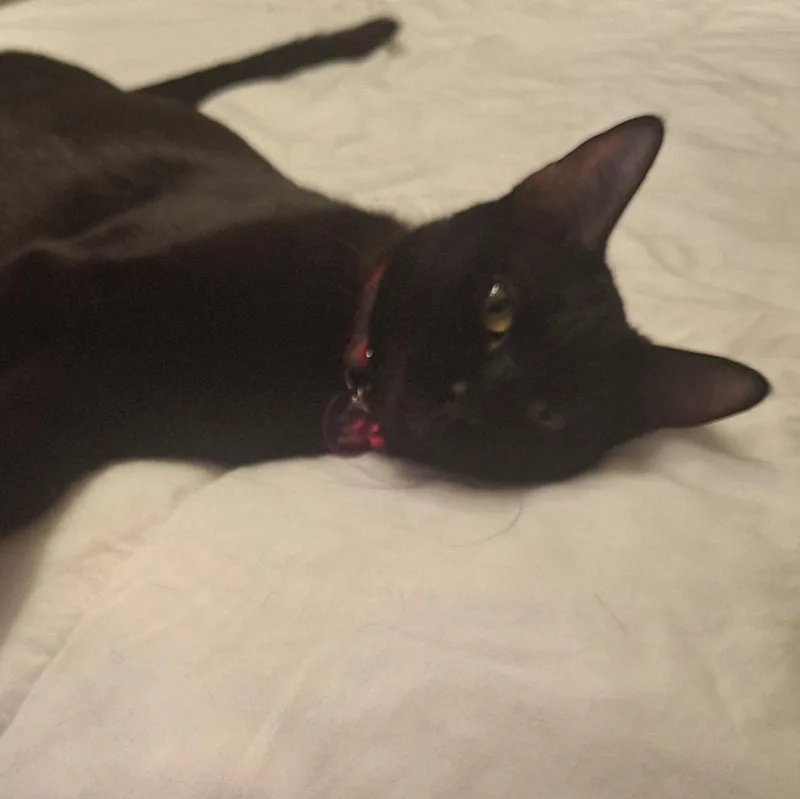 An adult medium-sized female Black Domestic Short Hair cat named Madea for adoption in Pasco, WA