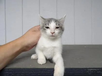 A young medium-sized female Gray & White Domestic Short Hair cat named Fib for adoption in Leitchfield, KY