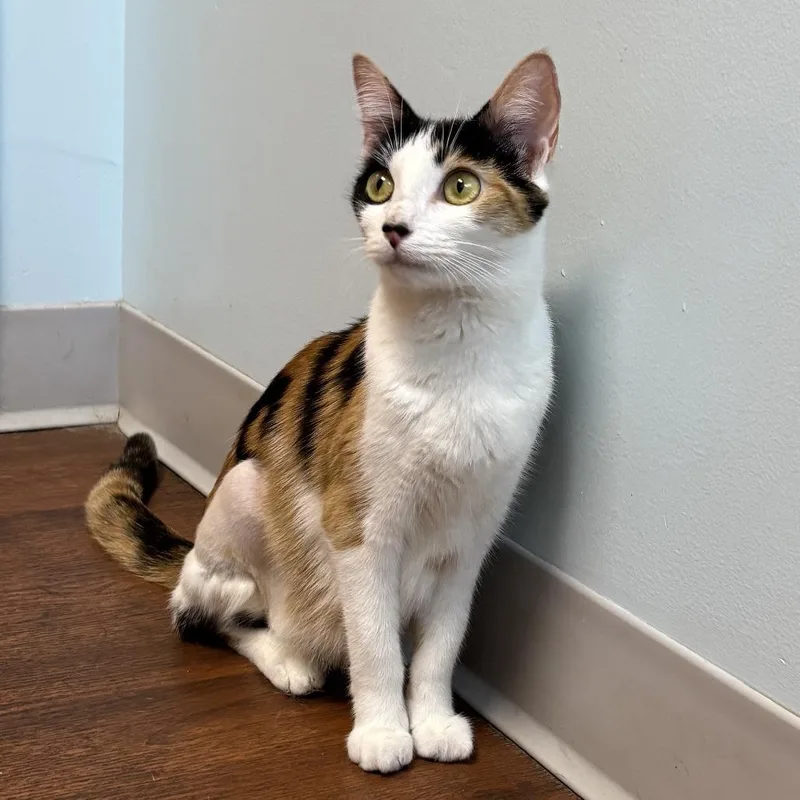 An adult medium-sized female Calico Domestic Short Hair cat named Linda for adoption in Newark, DE
