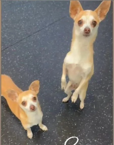 A young small-sized female Apricot / Beige Chihuahua dog named Luna And Nini for adoption in Miami, FL
