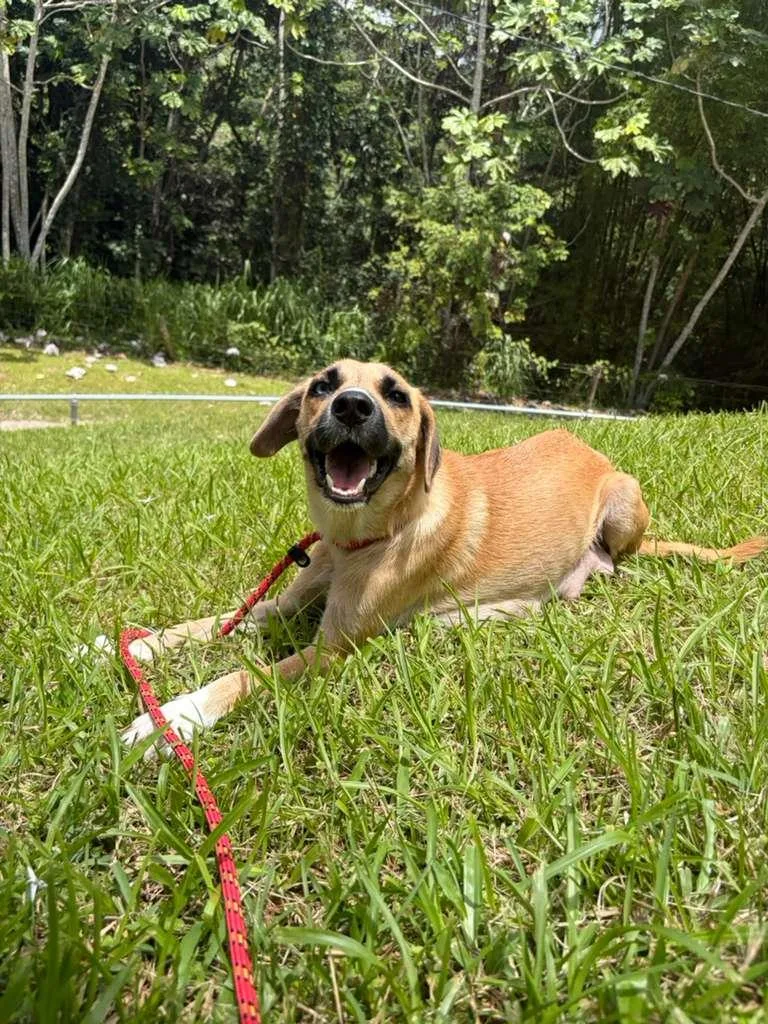 A young medium-sized female Mixed Breed dog named Allie for adoption in Brooklyn, NY